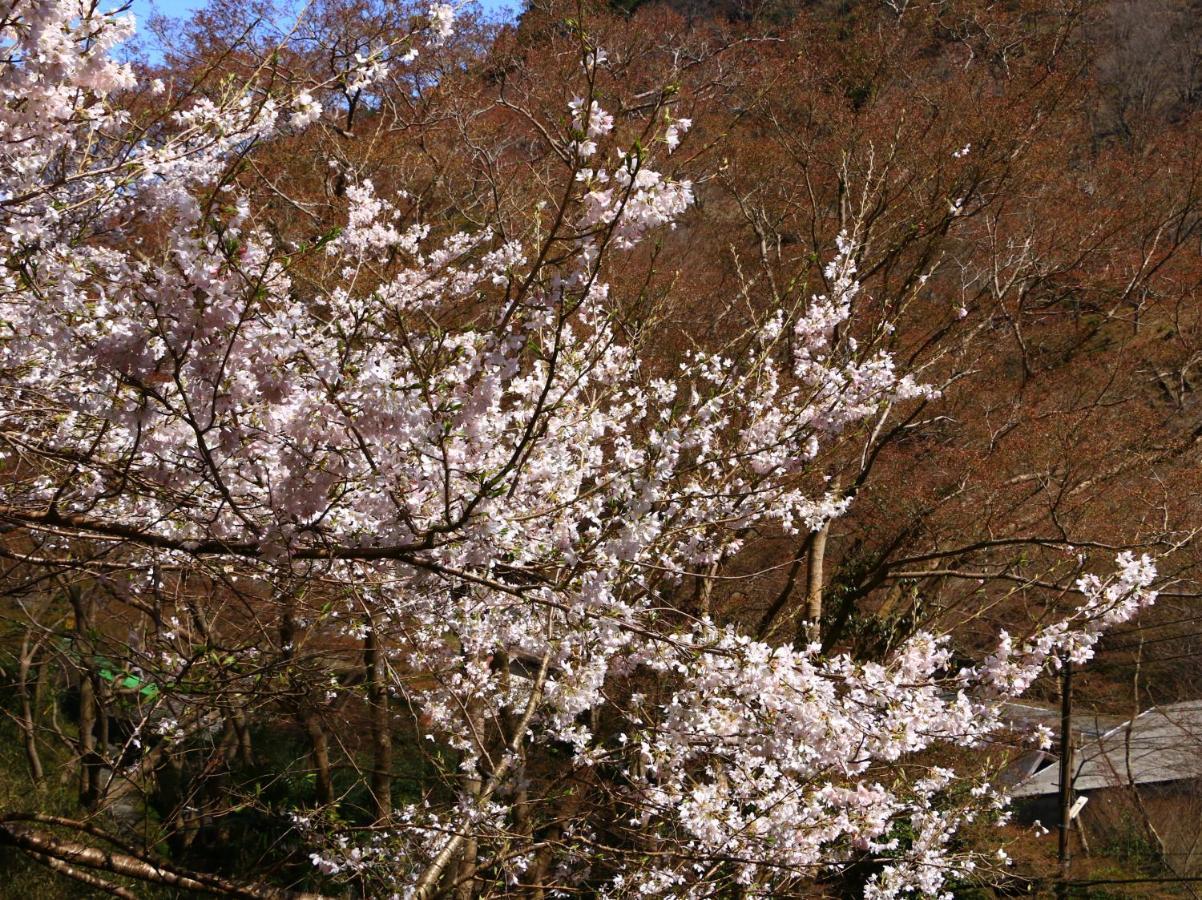 Guest house Miyoshino Sakuraan